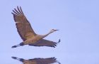 _Bosque del Apache NWR Tour022.jpg