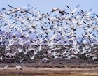 _Bosque del Apache NWR Tour024.jpg