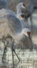 _Bosque del Apache NWR Tour025.jpg