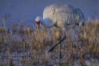 _Bosque del Apache NWR Tour026.jpg