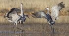 _Bosque del Apache NWR Tour027.jpg