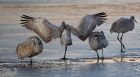 _Bosque del Apache NWR Tour032.jpg