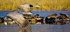 _Bosque del Apache NWR Tour033.jpg