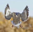 _Bosque del Apache NWR Tour035.jpg