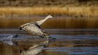 _Bosque del Apache NWR Tour036.jpg