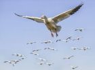 _Bosque del Apache NWR Tour037.jpg