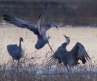 _Bosque del Apache NWR Tour039.jpg