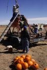 20071020132341_MG_6418.JPG PunkinChunkin Pumpkin.jpg